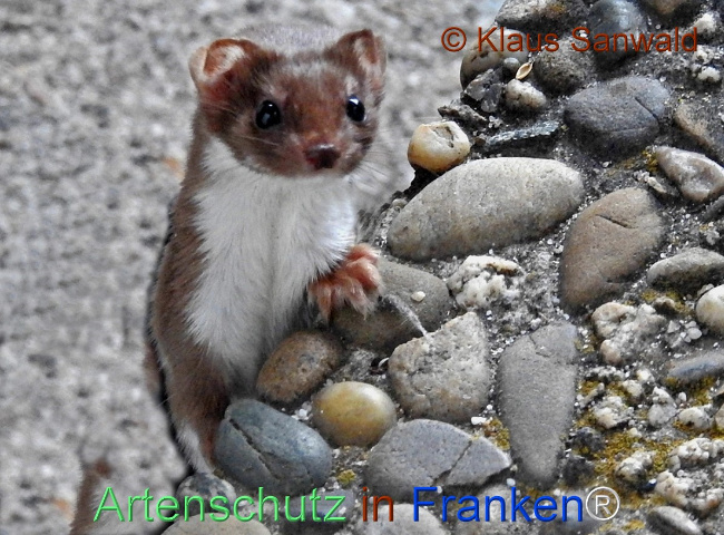 Bild zum Eintrag (1135571-160)