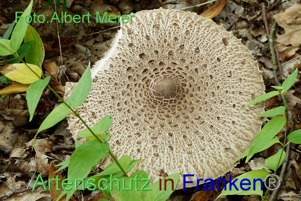 Bild zum Eintrag (1135640-160)