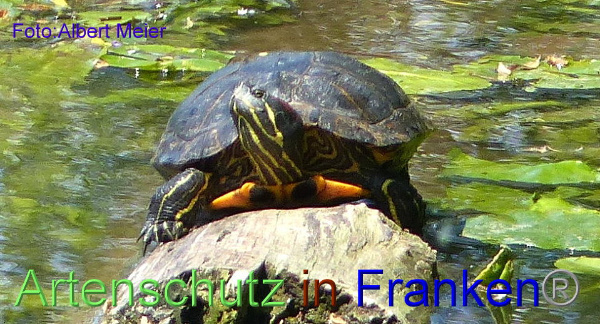 Bild zum Eintrag (1135662-160)