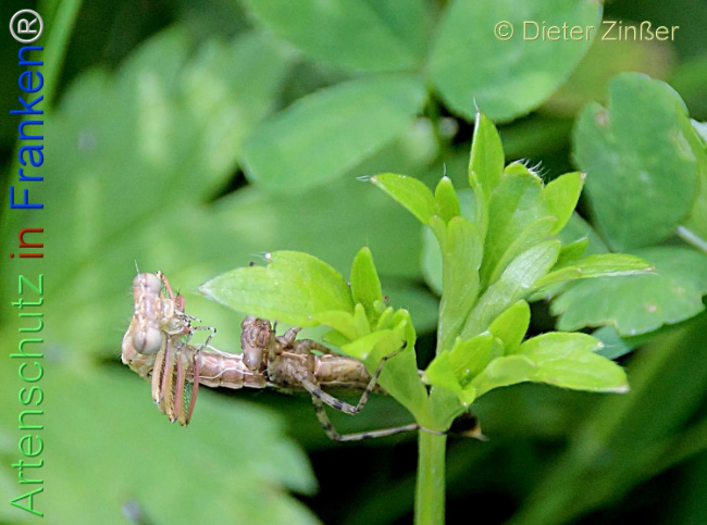 Bild zum Eintrag (1135666-160)