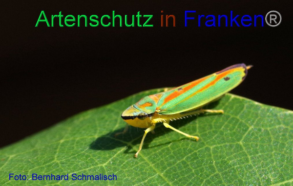 Bild zum Eintrag (1135707-160)