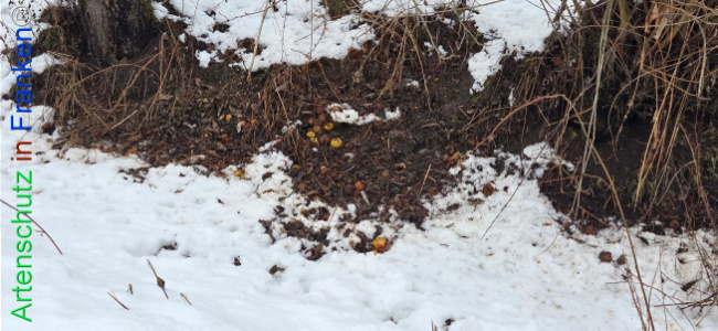 Bild zum Eintrag (1135743-160)