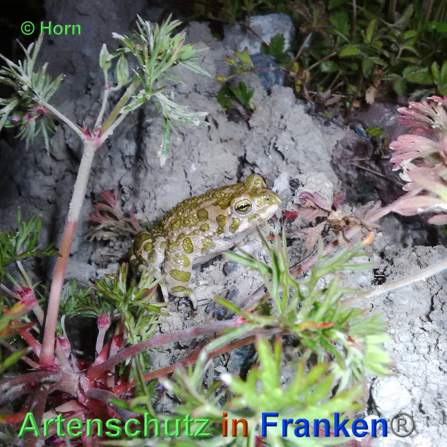 Bild zum Eintrag (1135779-160)