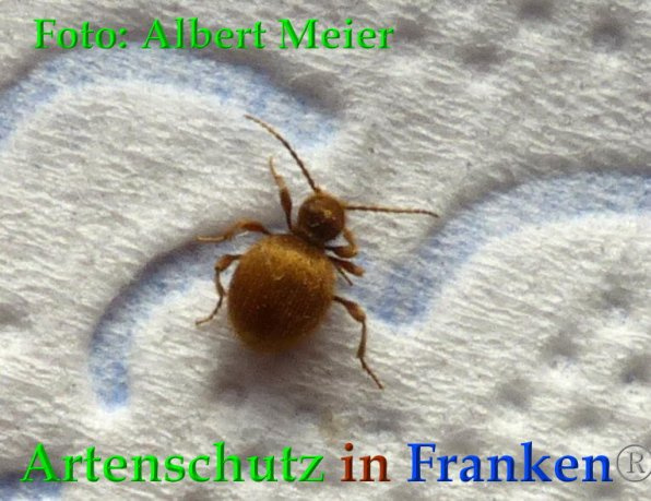 Bild zum Eintrag (1135809-160)