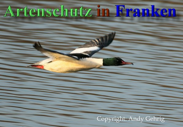 Bild zum Eintrag (1136045-160)