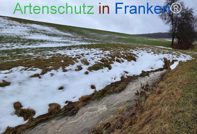 Bild zum Eintrag (1136113-160)