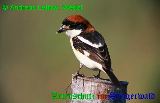 Bild zum Eintrag (1136180-160)