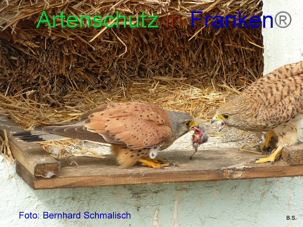 Bild zum Eintrag (1136272-160)