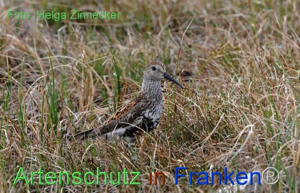 Bild zum Eintrag (1136289-160)