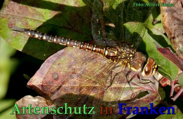 Bild zum Eintrag (1136328-160)