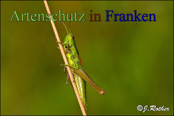 Bild zum Eintrag (1136352-160)