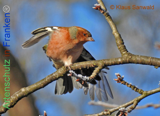 Bild zum Eintrag (1136457-160)