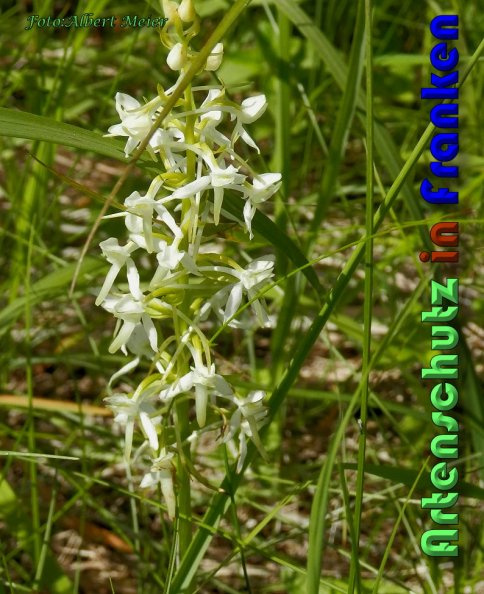 Bild zum Eintrag (1136492-160)