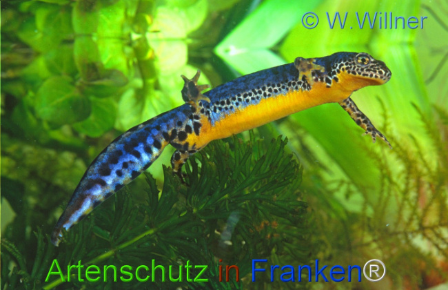 Bild zum Eintrag (1136496-160)