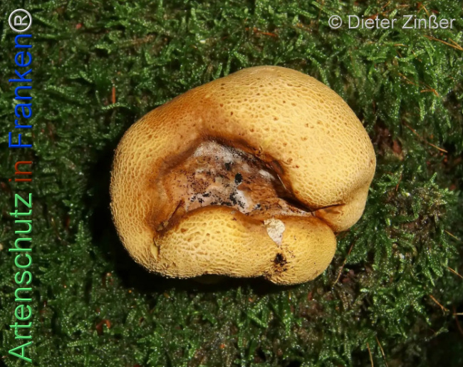 Bild zum Eintrag (1136504-160)