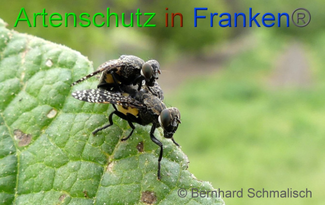 Bild zum Eintrag (1136575-160)