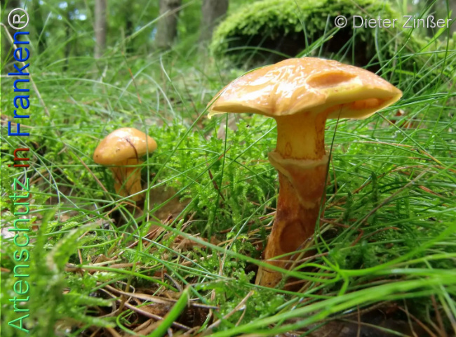 Bild zum Eintrag (1136607-160)