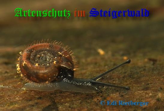 Bild zum Eintrag (1136623-160)