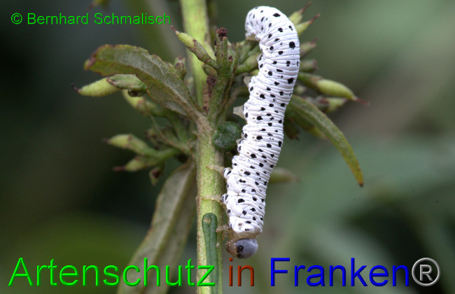 Bild zum Eintrag (1136665-160)