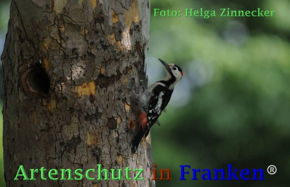 Bild zum Eintrag (1136682-160)