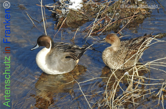 Bild zum Eintrag (1136701-160)