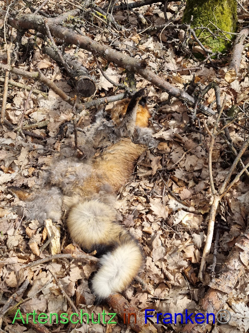 Bild zum Eintrag (1136705-160)