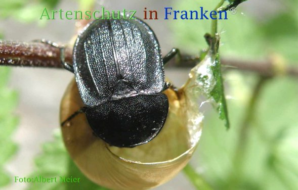 Bild zum Eintrag (1136742-160)