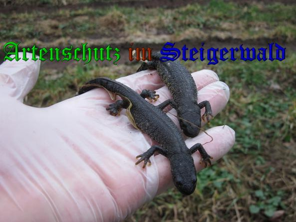 Bild zum Eintrag (1136910-160)