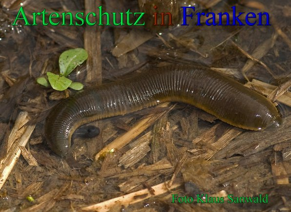 Bild zum Eintrag (1136928-160)