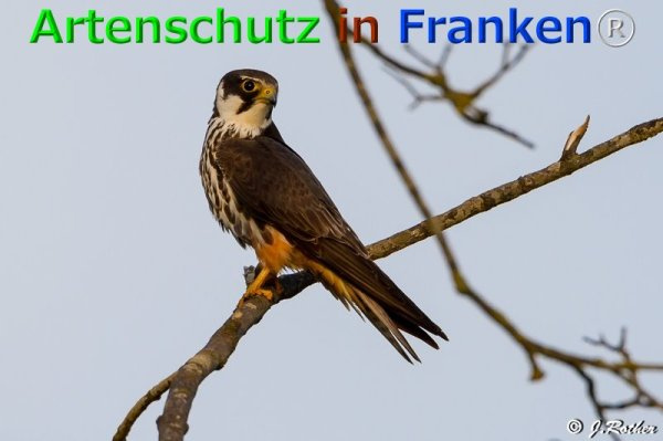 Bild zum Eintrag (1136959-160)