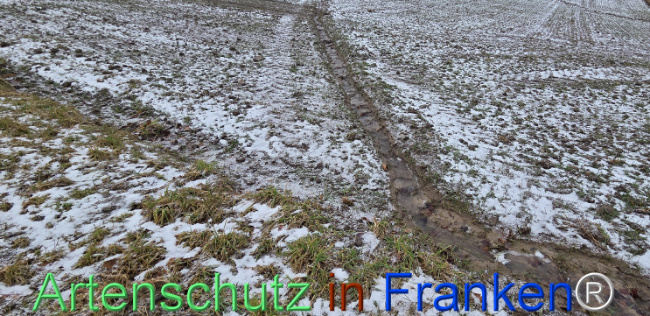 Bild zum Eintrag (1137057-160)