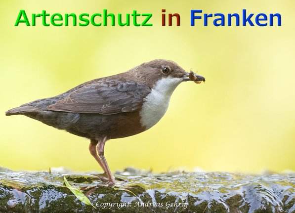 Bild zum Eintrag (1137169-160)