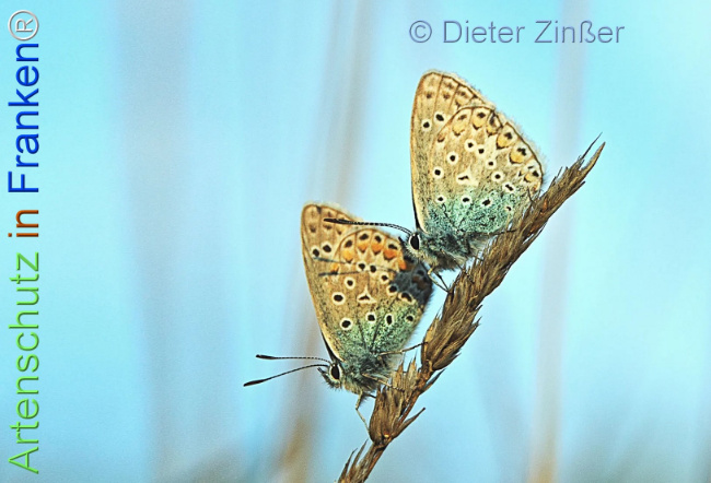 Bild zum Eintrag (1137254-160)