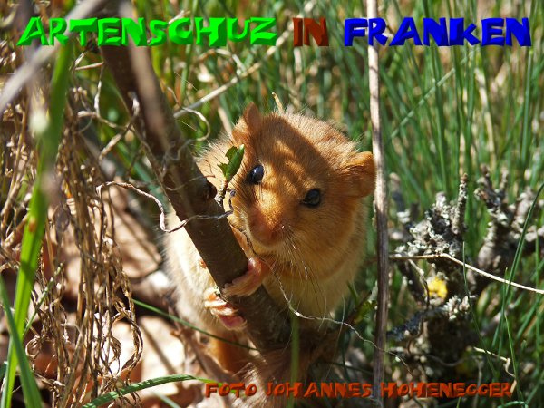 Bild zum Eintrag (1137271-160)