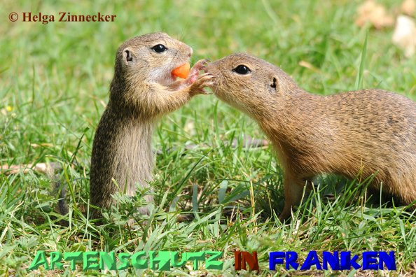 Bild zum Eintrag (1137355-160)