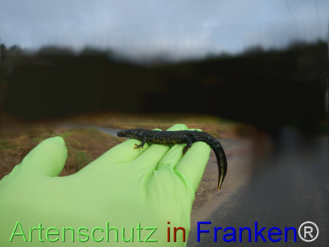 Bild zum Eintrag (1137452-160)