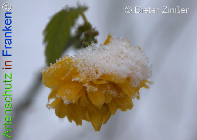 Bild zum Eintrag (1137481-160)