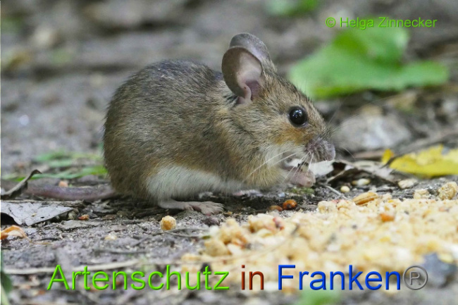 Bild zum Eintrag (1137534-160)