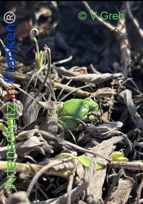 Bild zum Eintrag (1137542-160)