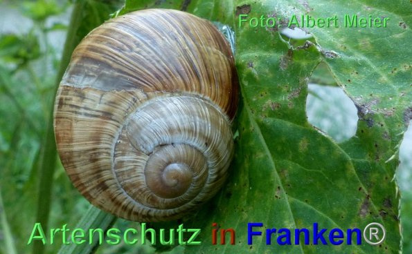 Bild zum Eintrag (1137613-160)