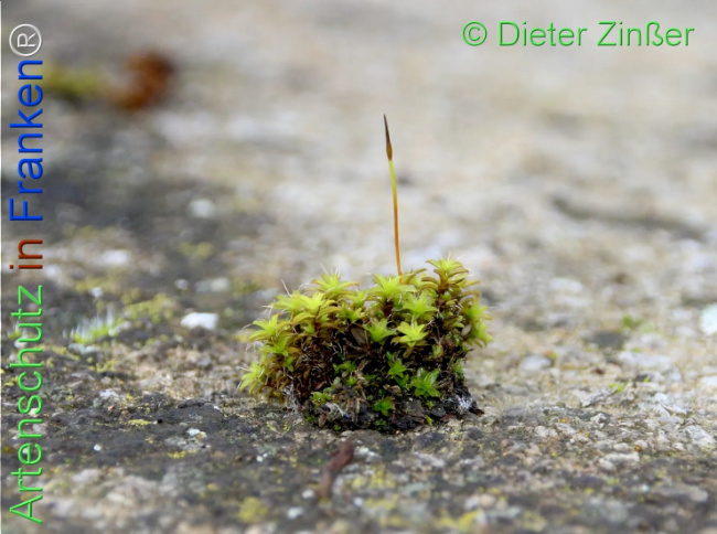 Bild zum Eintrag (1137665-160)