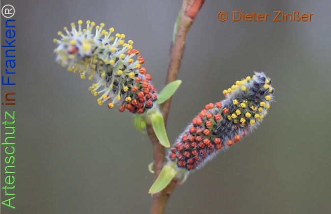 Bild zum Eintrag (1137713-160)