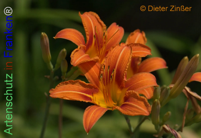 Bild zum Eintrag (1137784-160)