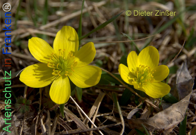 Bild zum Eintrag (1137823-160)