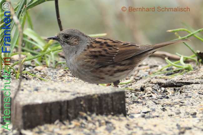 Bild zum Eintrag (1137830-160)