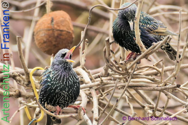 Bild zum Eintrag (1137855-160)