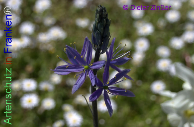 Bild zum Eintrag (1137881-160)