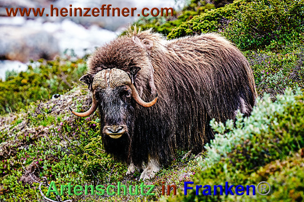 Bild zum Eintrag (1137883-160)