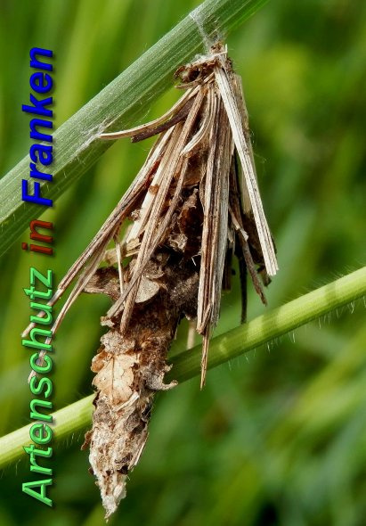 Bild zum Eintrag (1137907-160)