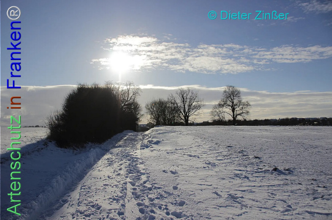 Bild zum Eintrag (1137949-160)